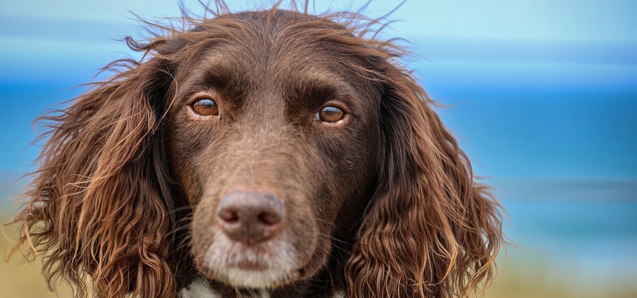 10 kuriose Fakten über Hunde